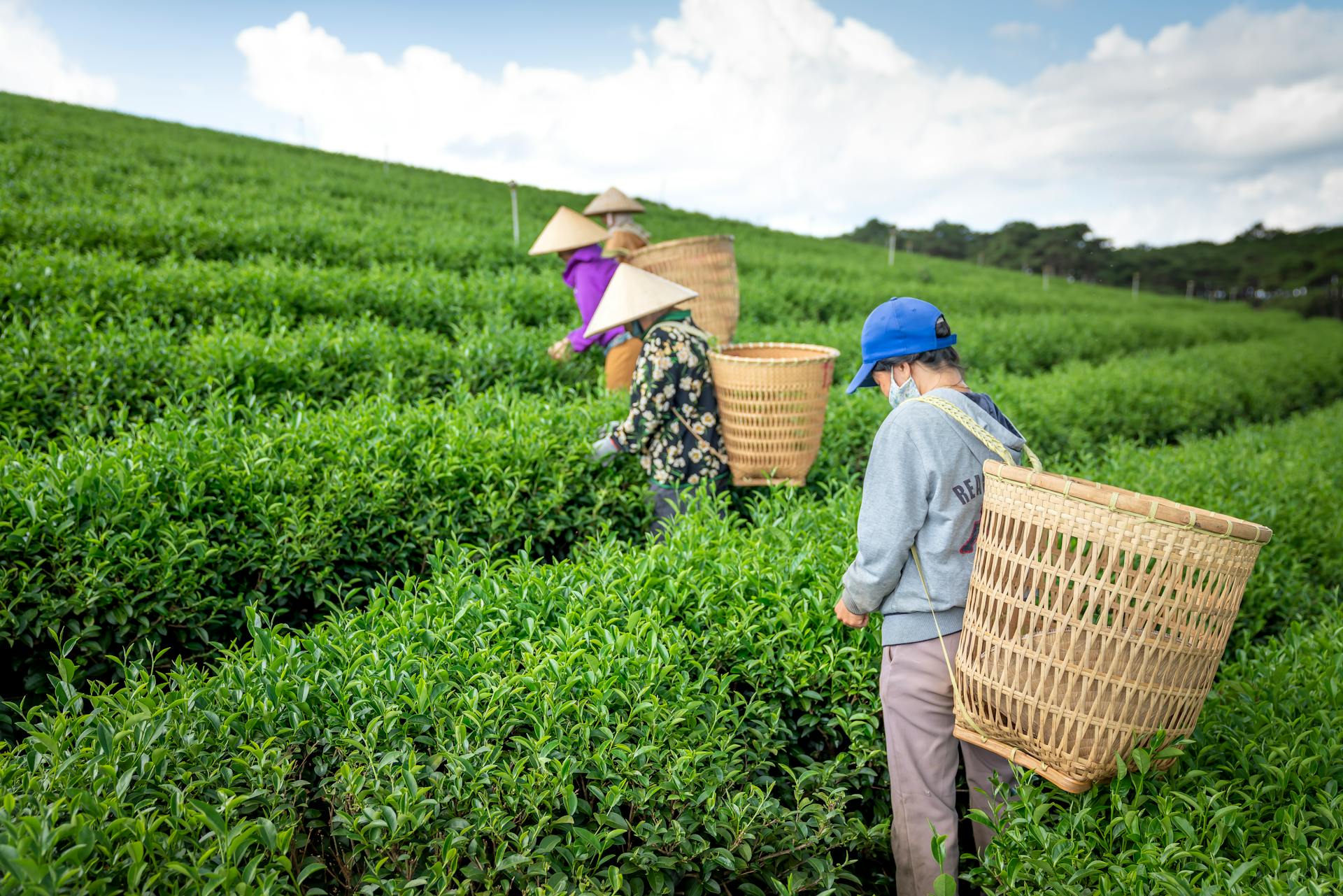 AI-Driven Crop Resilience
