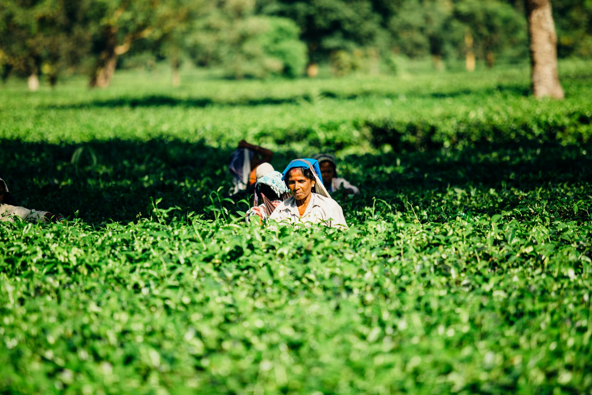 Crop Resilience Success